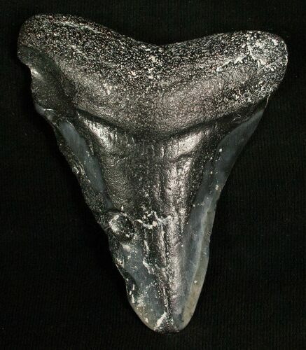Bargain Megalodon Tooth - Venice, FL #5404